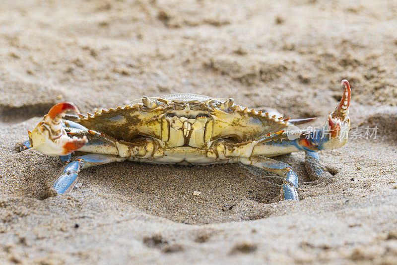 蓝蟹(Callinectes sapidus)，沙滩上的大西洋蓝蟹，加瓦，巴塞罗那海滩